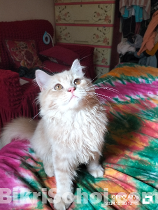 Pure persian cat